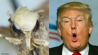 Moth With Scaly Head and Weird Dick Named in Honor of Donald Trump
